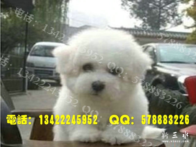 比熊0012.jpg