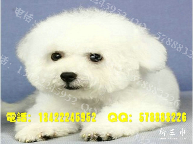 比熊0013.jpg