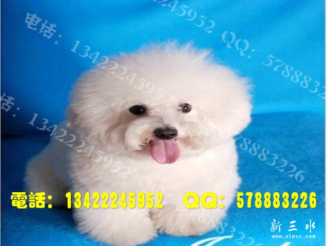 比熊0014.jpg