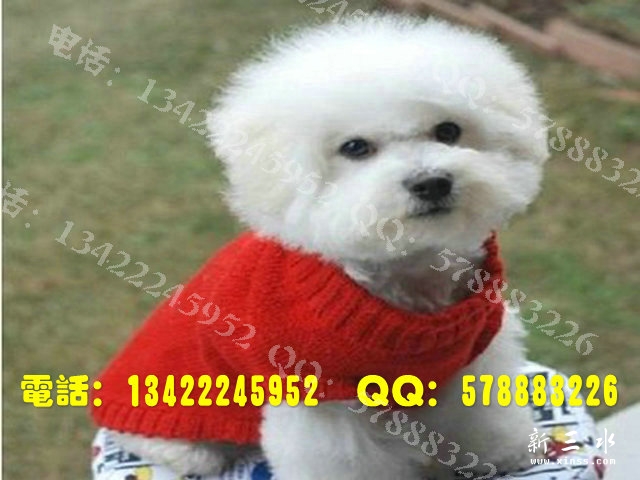 比熊0016.jpg