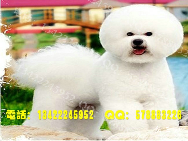 比熊0017.jpg