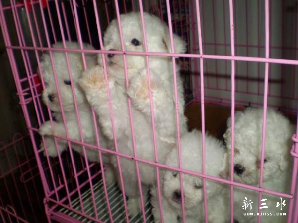 比熊7.jpg