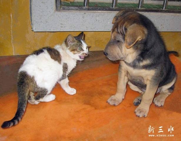 4猫：上来拍照不行啊！.jpg