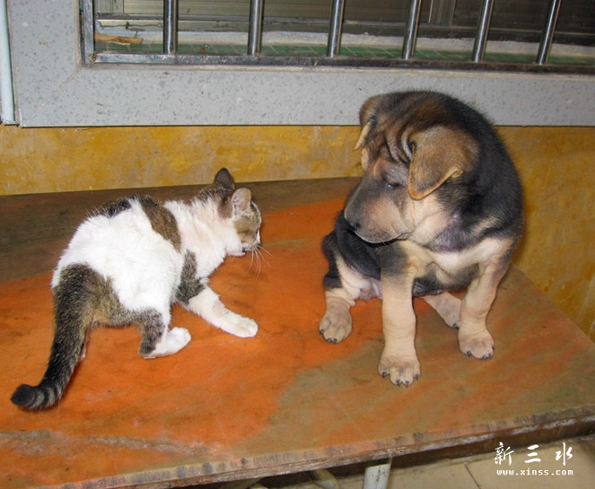 3狗：你上来干什么啊？.jpg