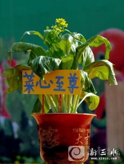 连州天价菜心21万元一棵.jpg