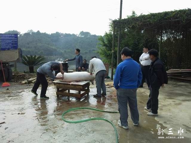 劏猪过程