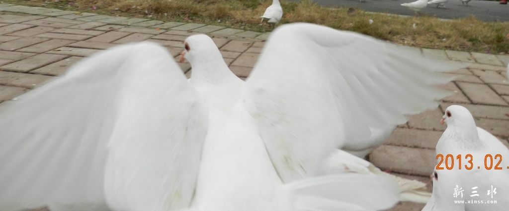 DSCN6604.JPG