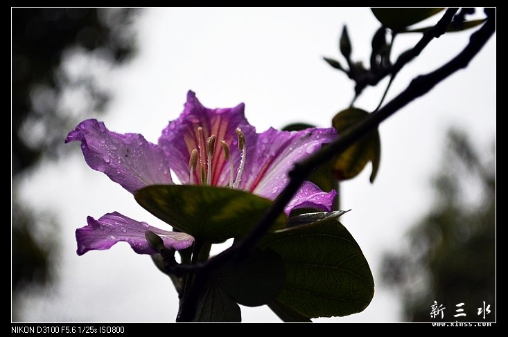DSC_0005.jpg