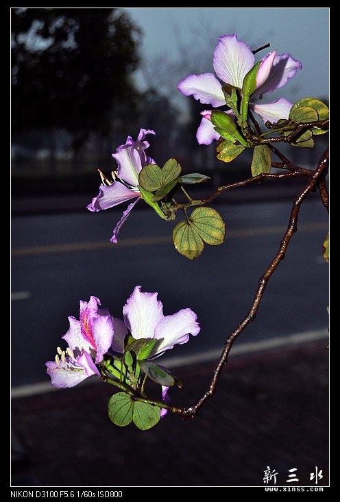DSC_0014.jpg