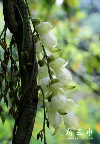 3、禾雀花.jpg