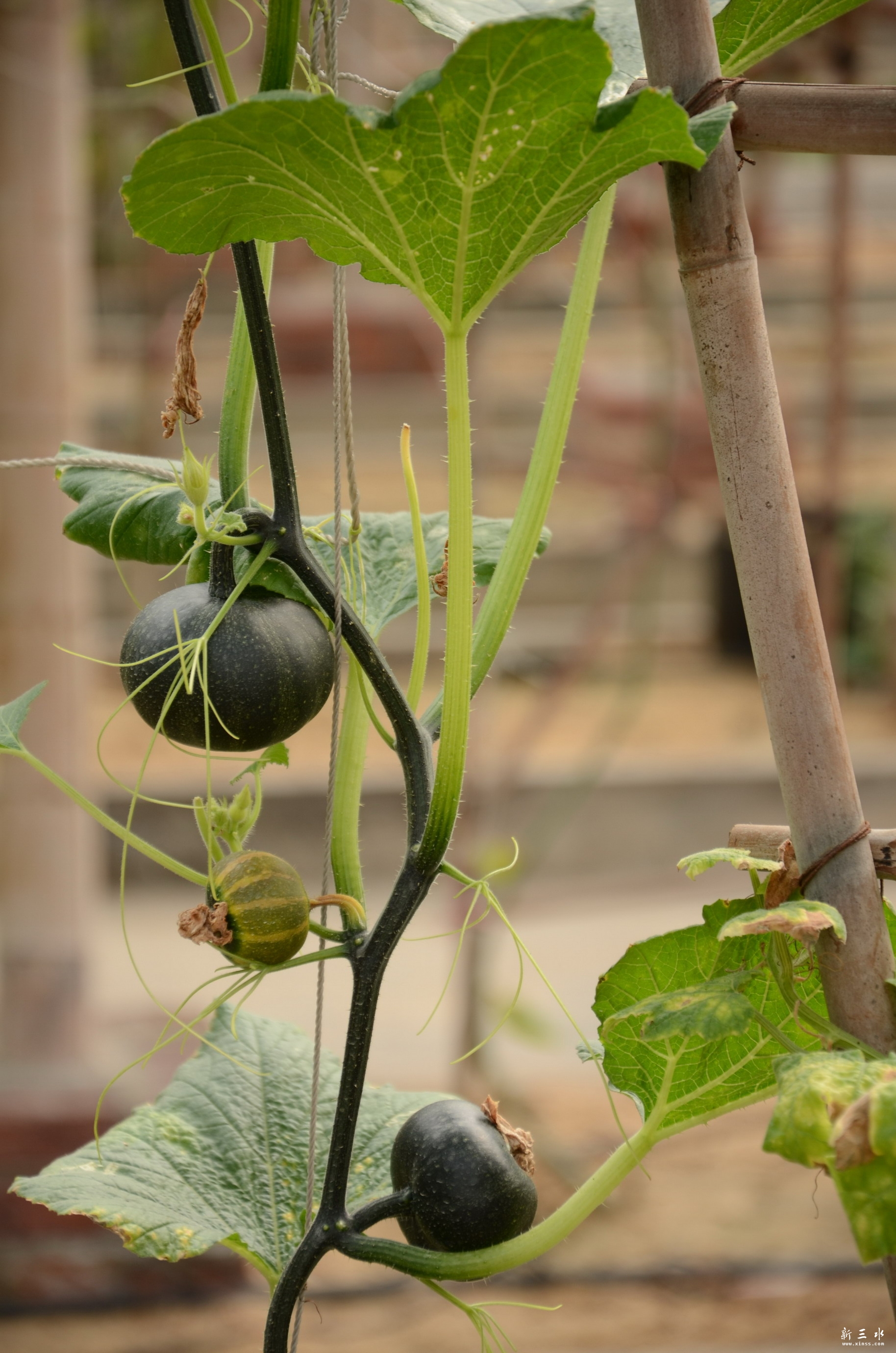 DSC_8287.JPG