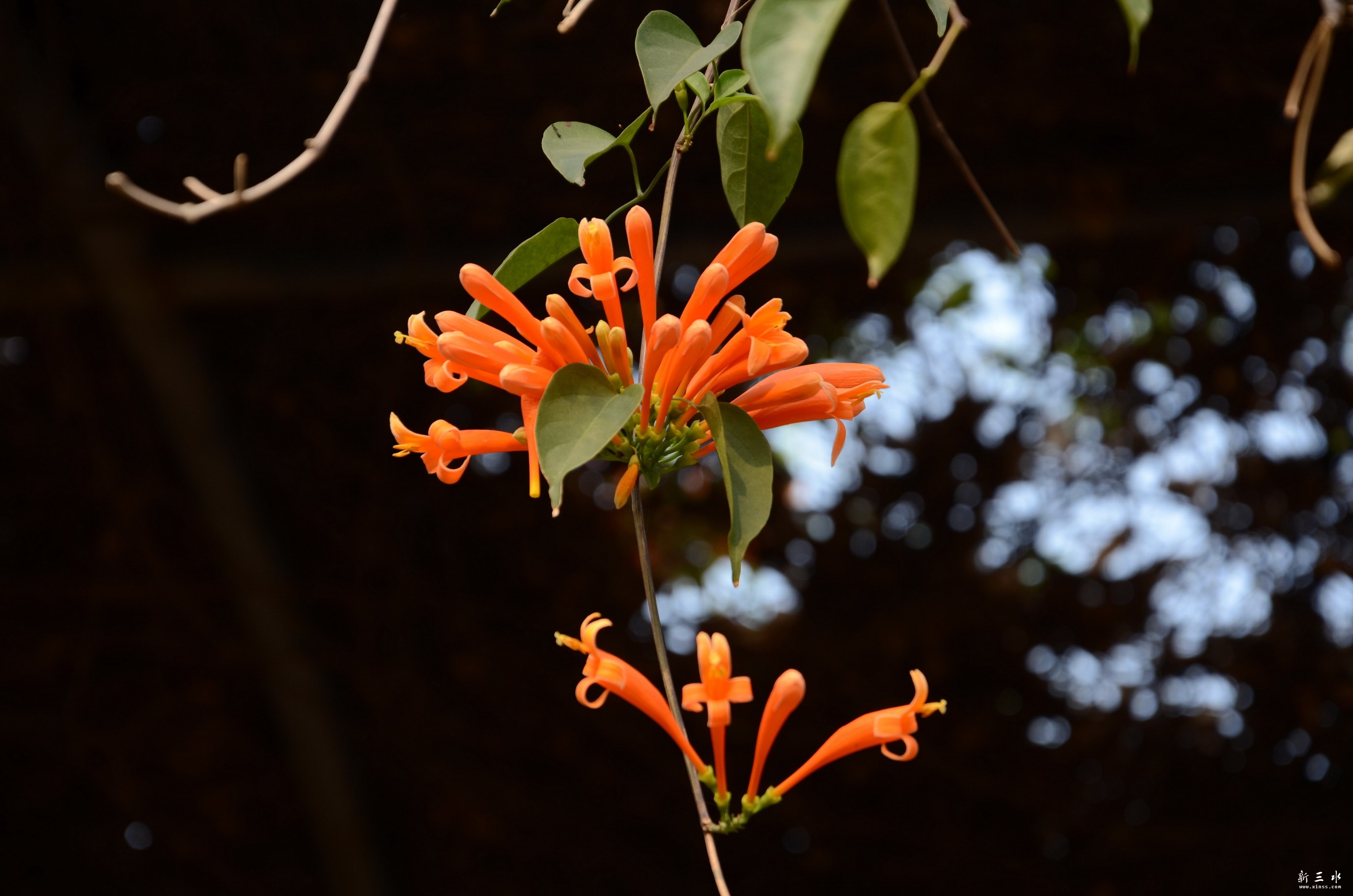 DSC_8396.JPG