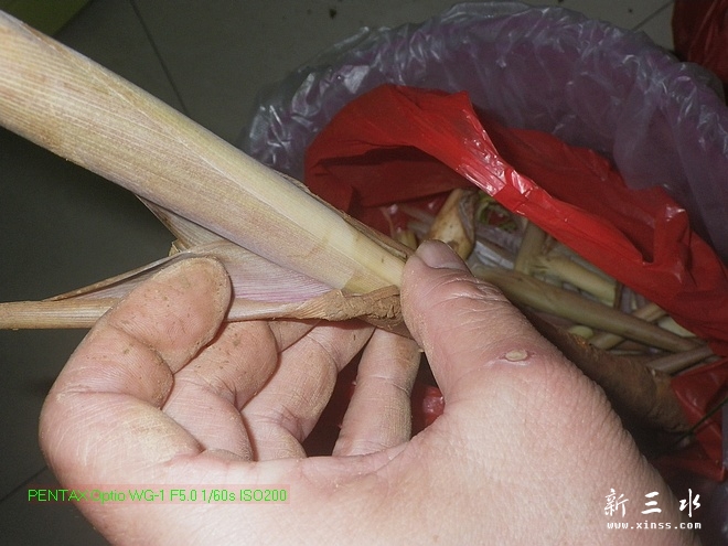 2013-04-04春笋04.jpg