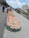调整大小 海产品01.JPG
