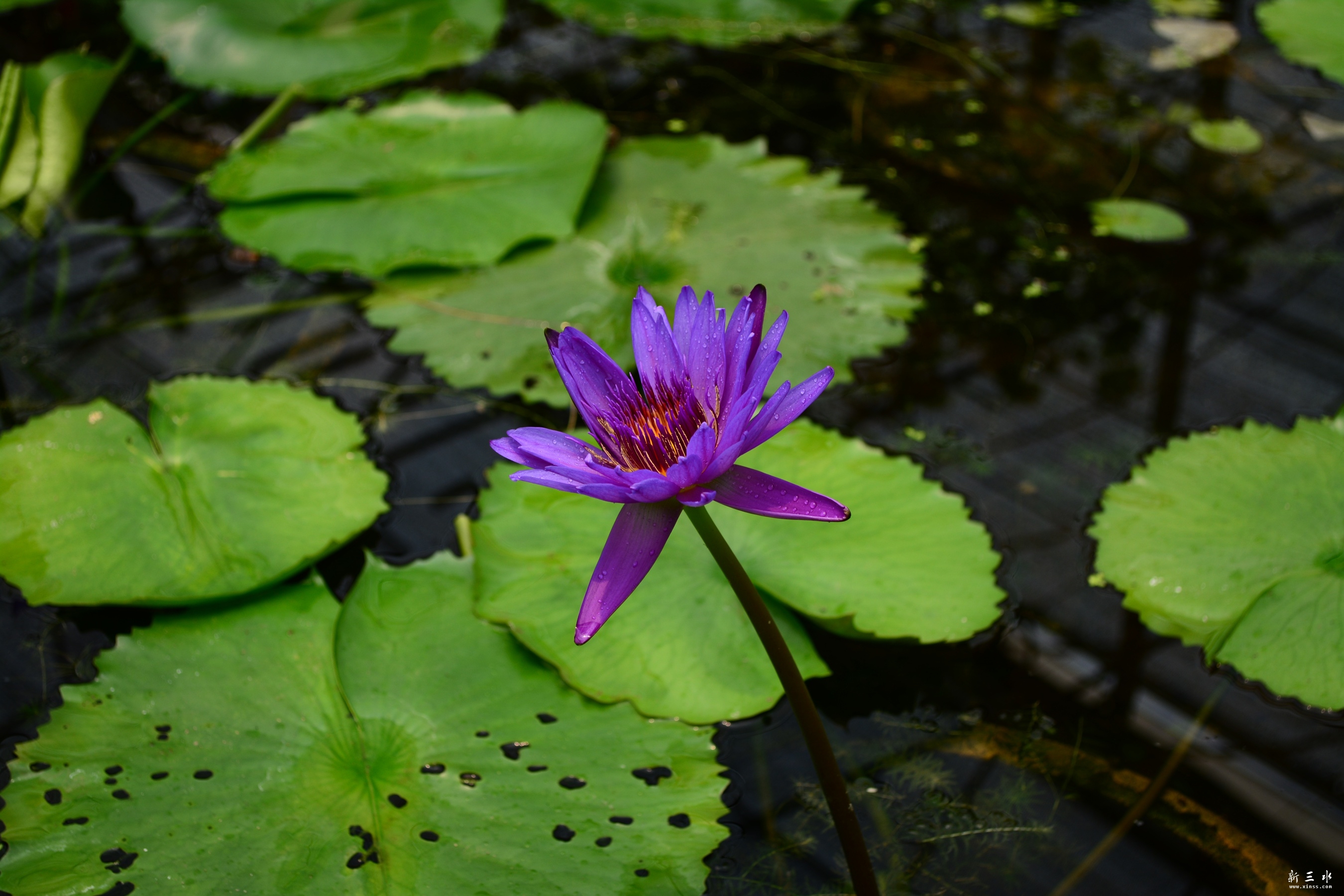 DSC_0003_副本.jpg
