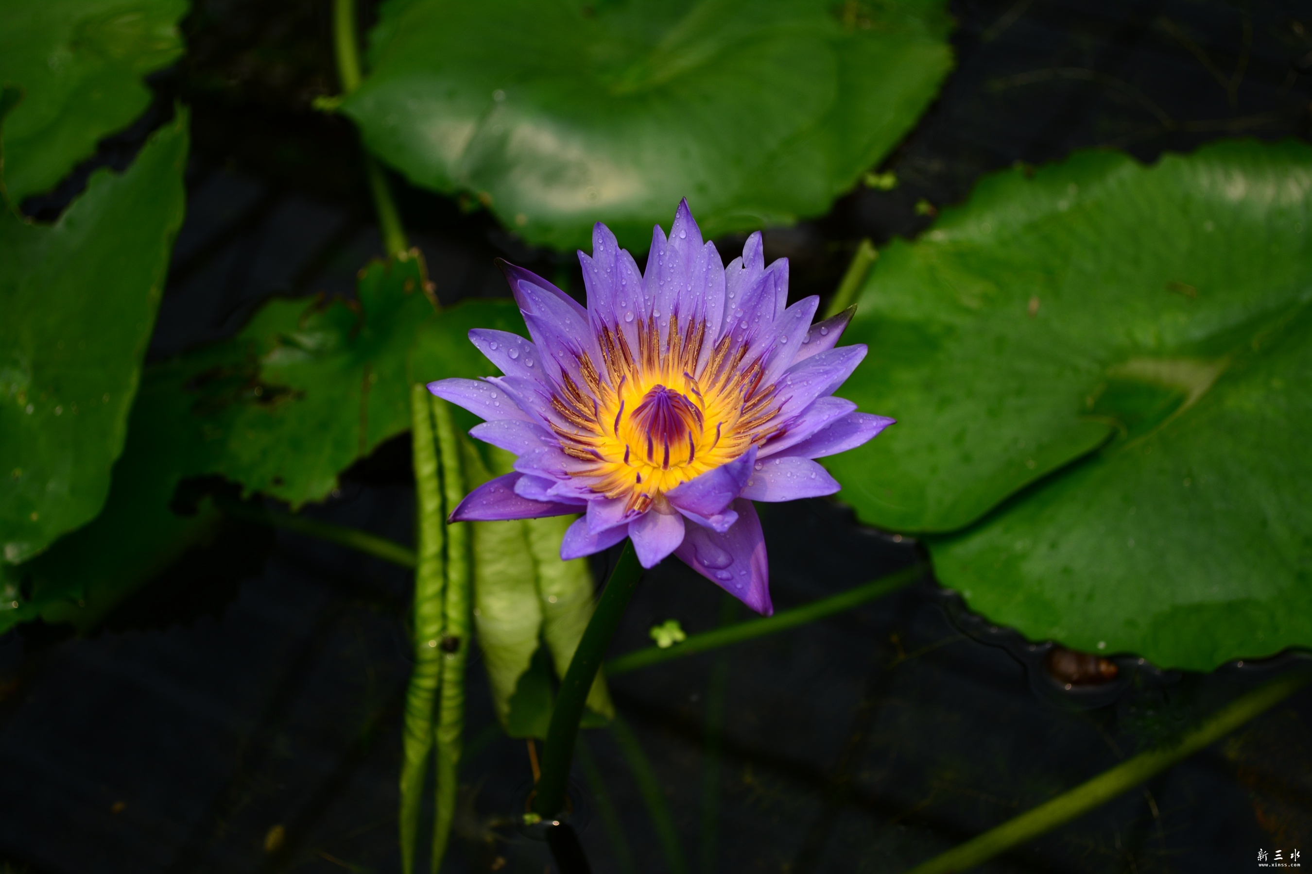 DSC_0004_副本.jpg