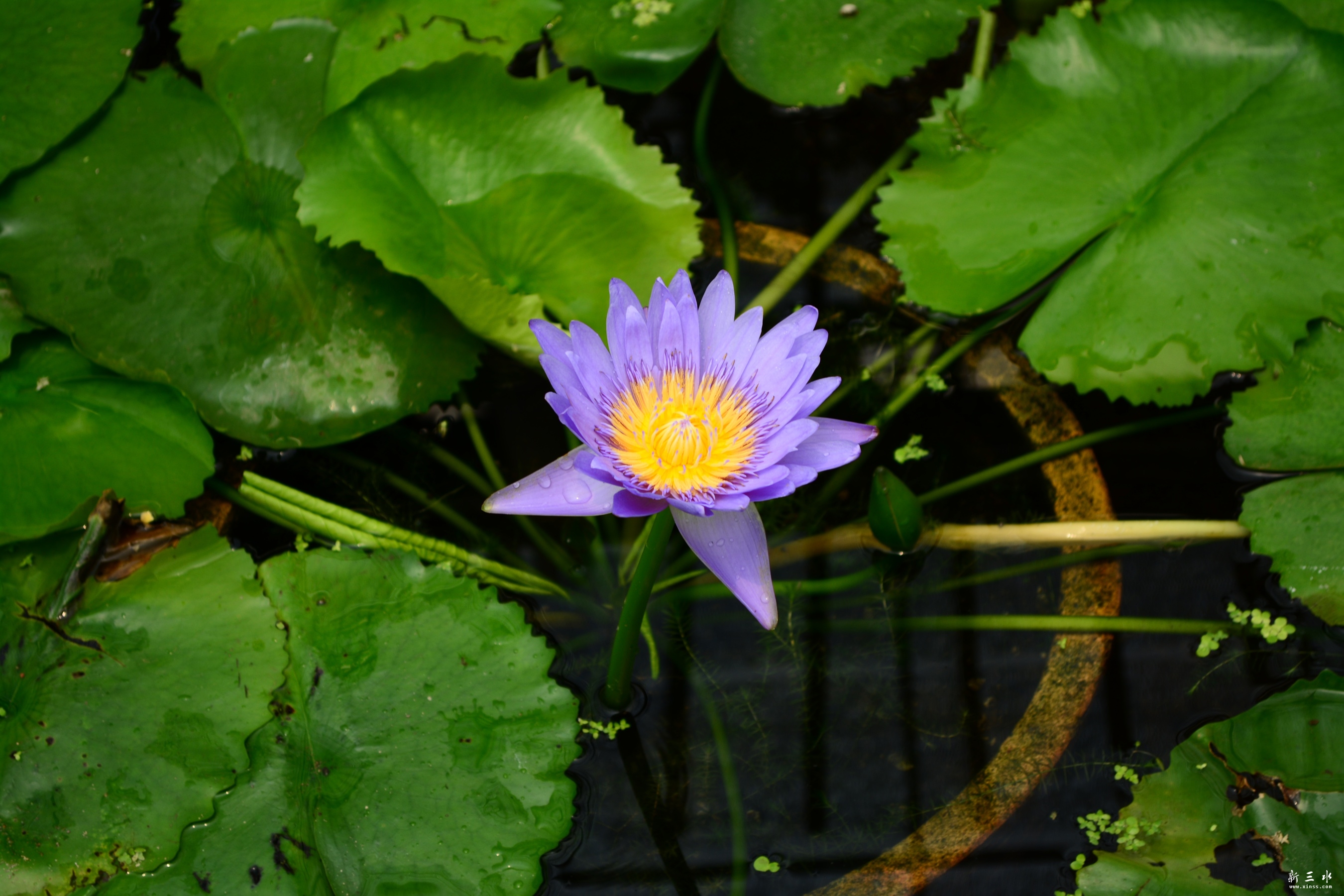 DSC_0006_副本.jpg