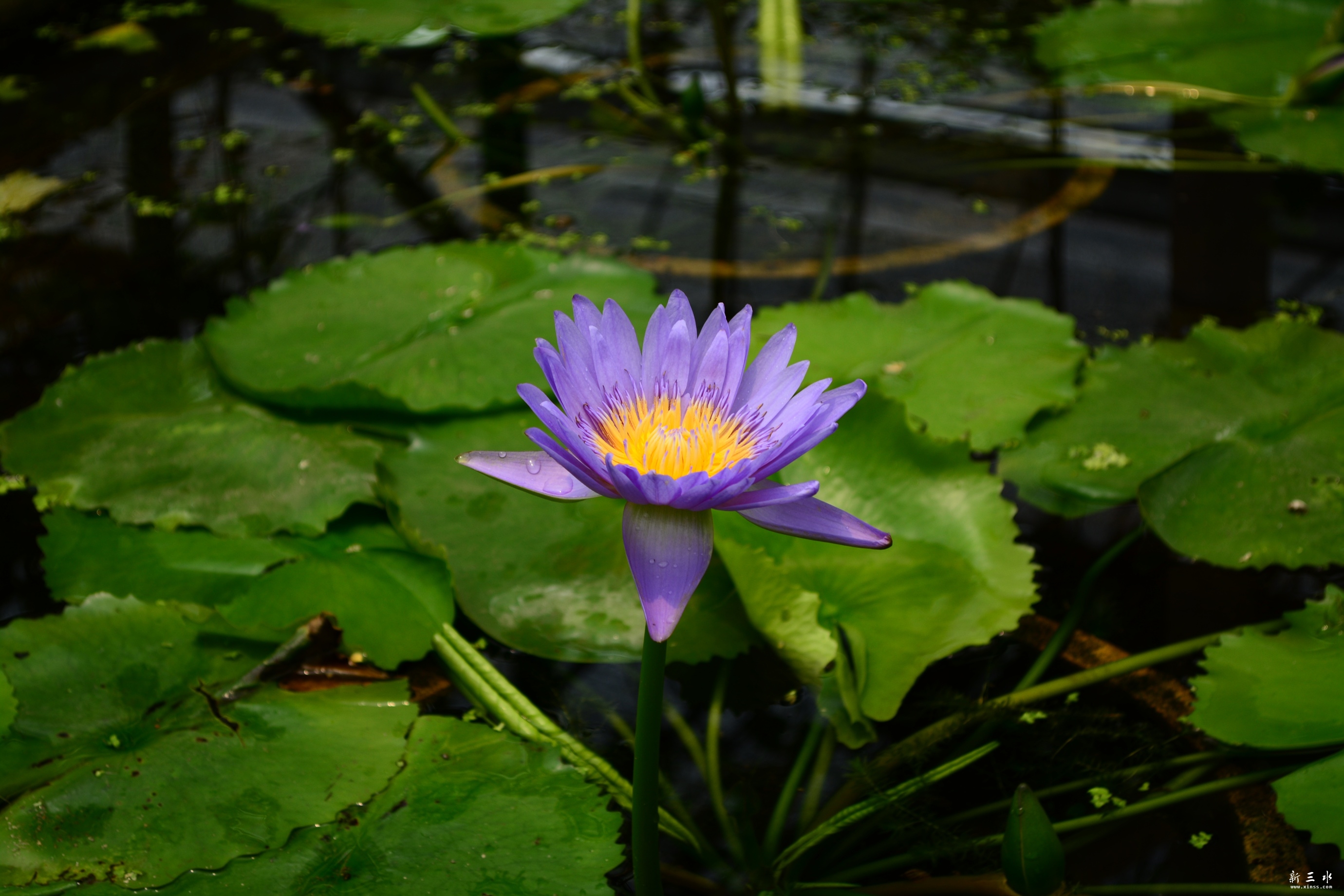 DSC_0007_副本.jpg