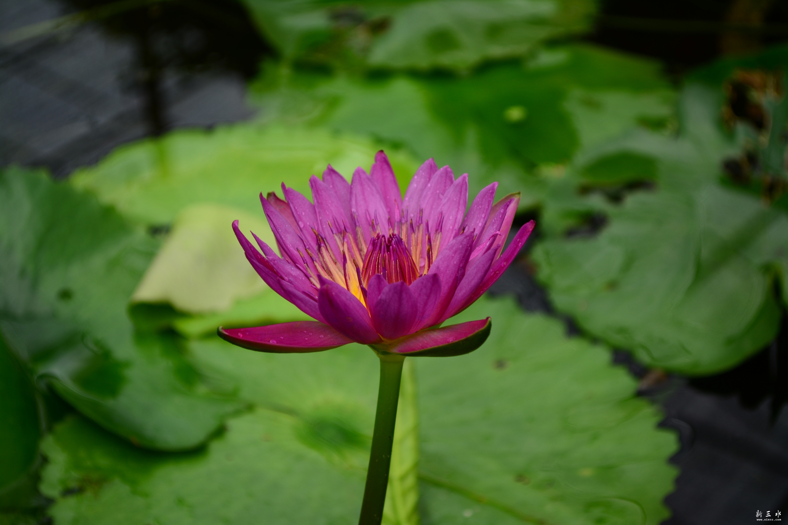 DSC_0008_副本.jpg
