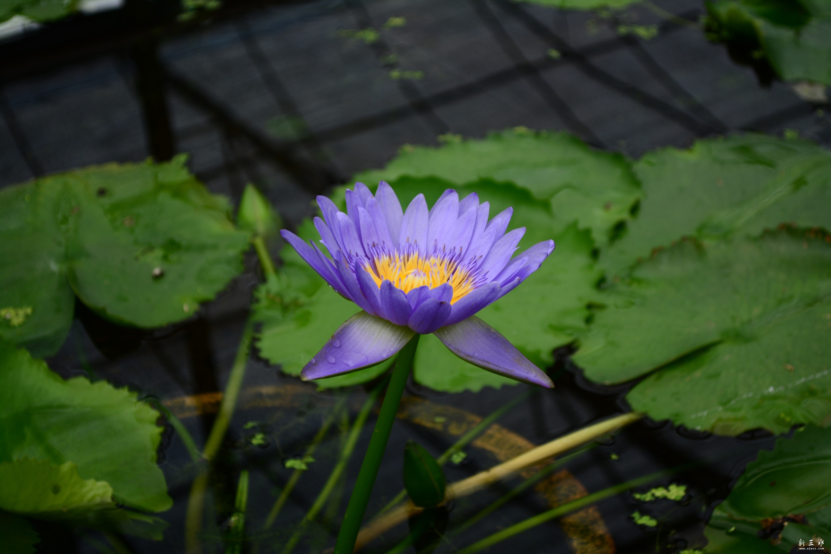 DSC_0009_副本.jpg