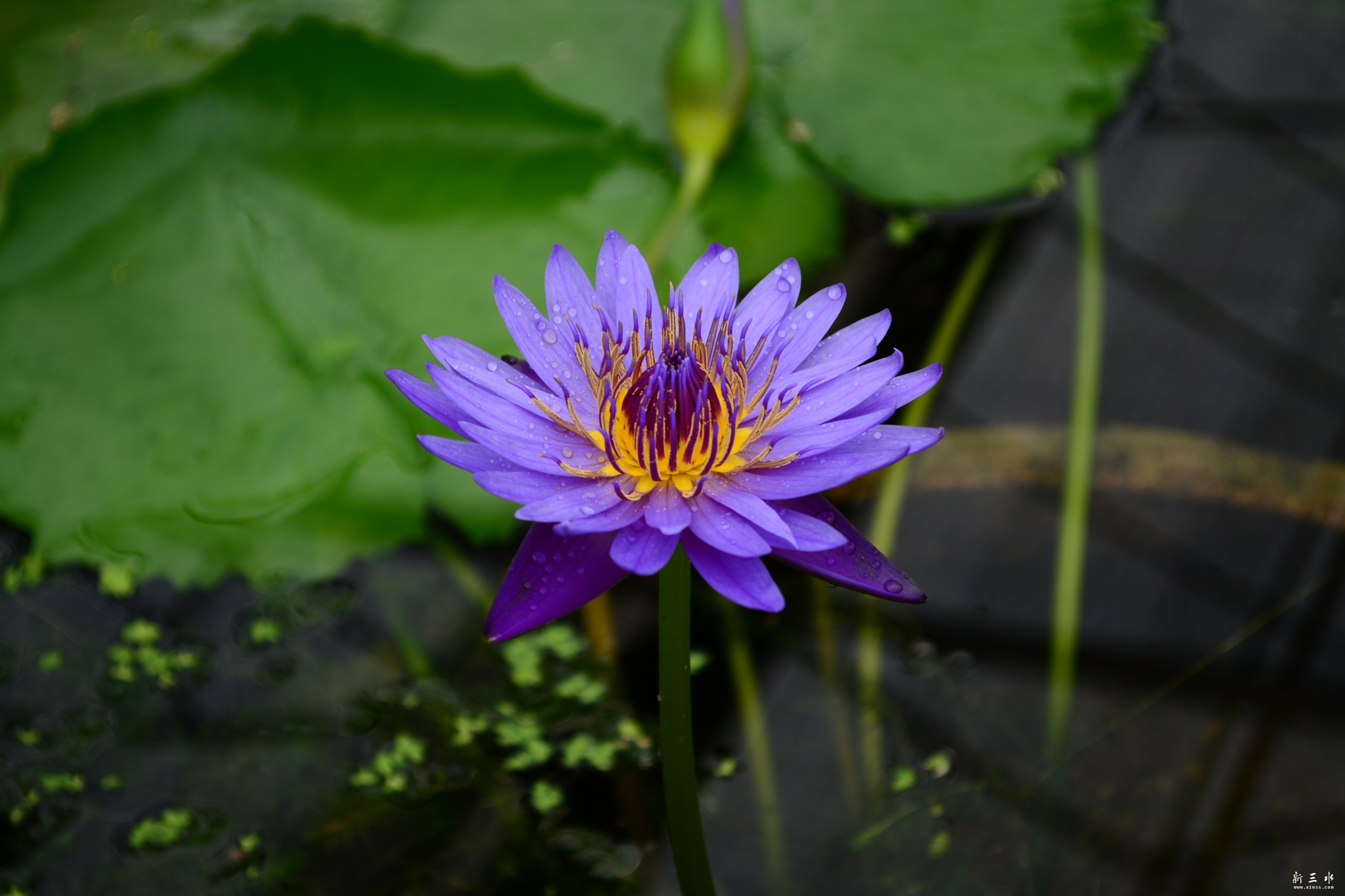 DSC_0010_副本.jpg