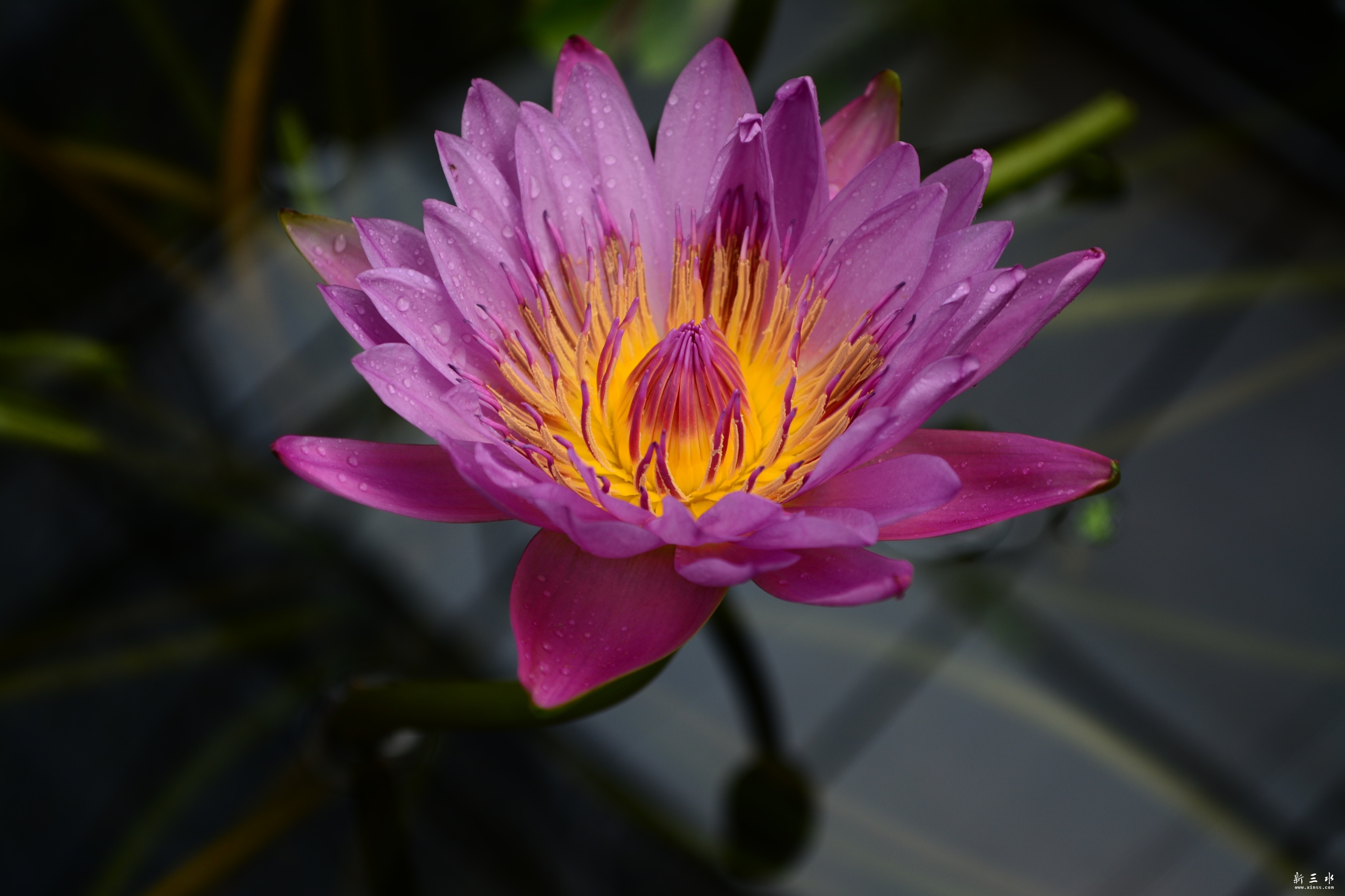 DSC_0015_副本.jpg