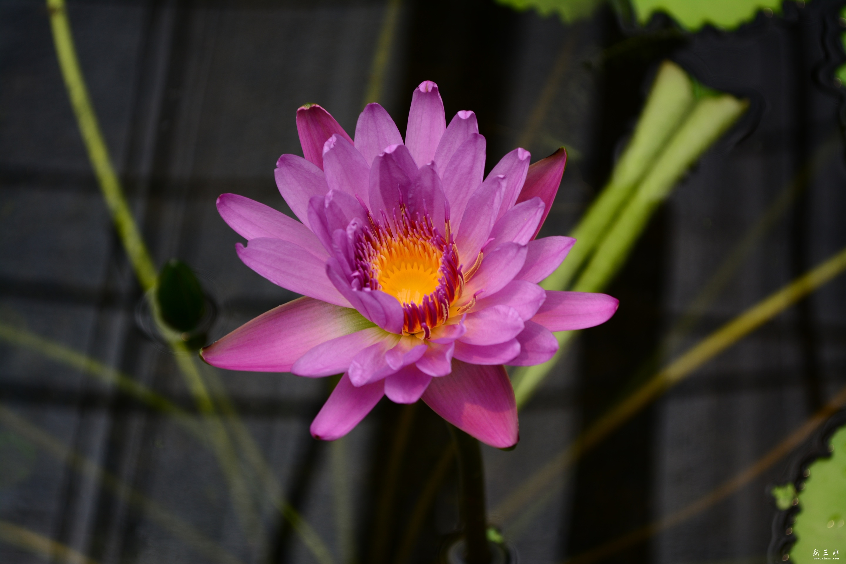 DSC_0020_副本.jpg