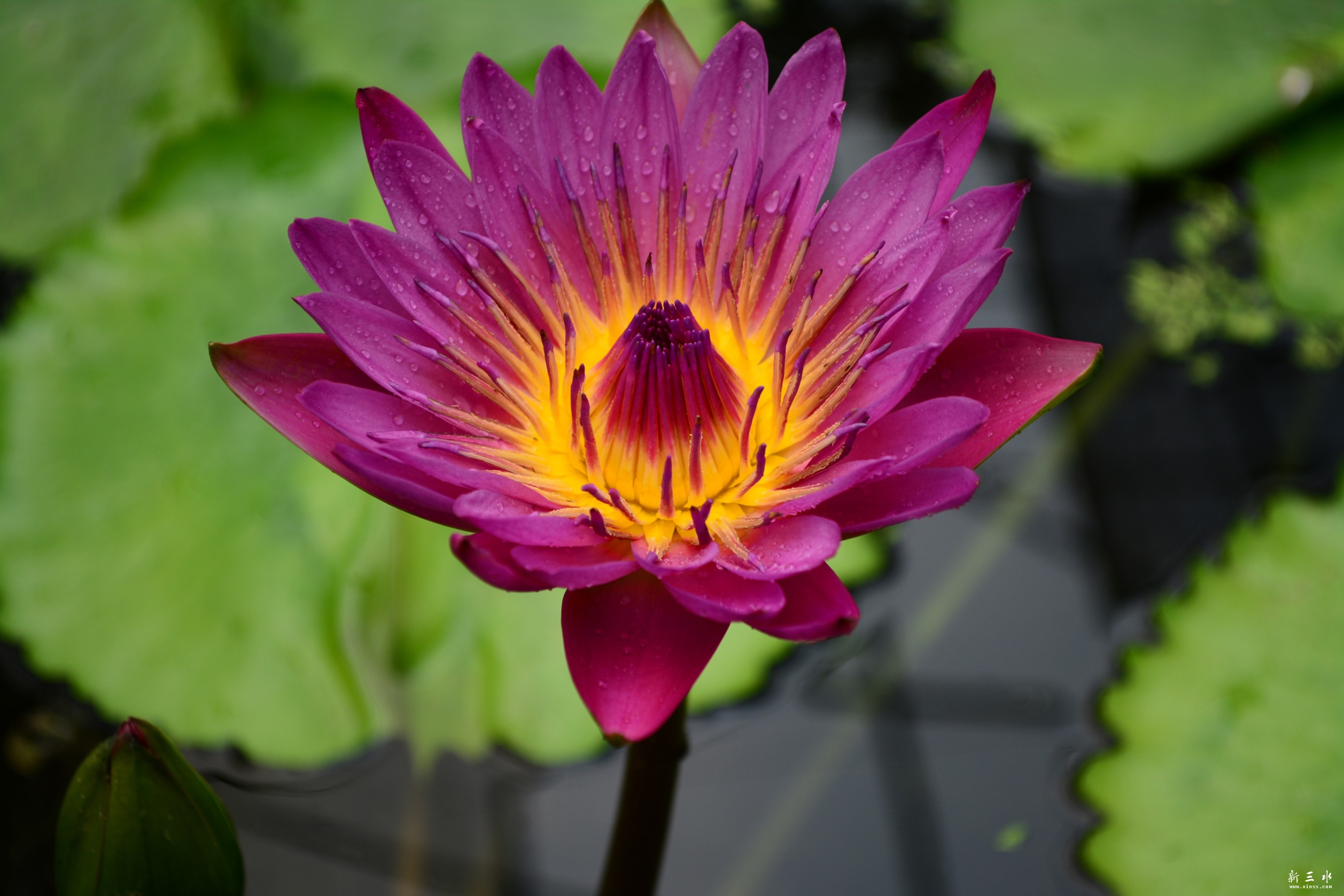 DSC_0016_副本_副本.jpg