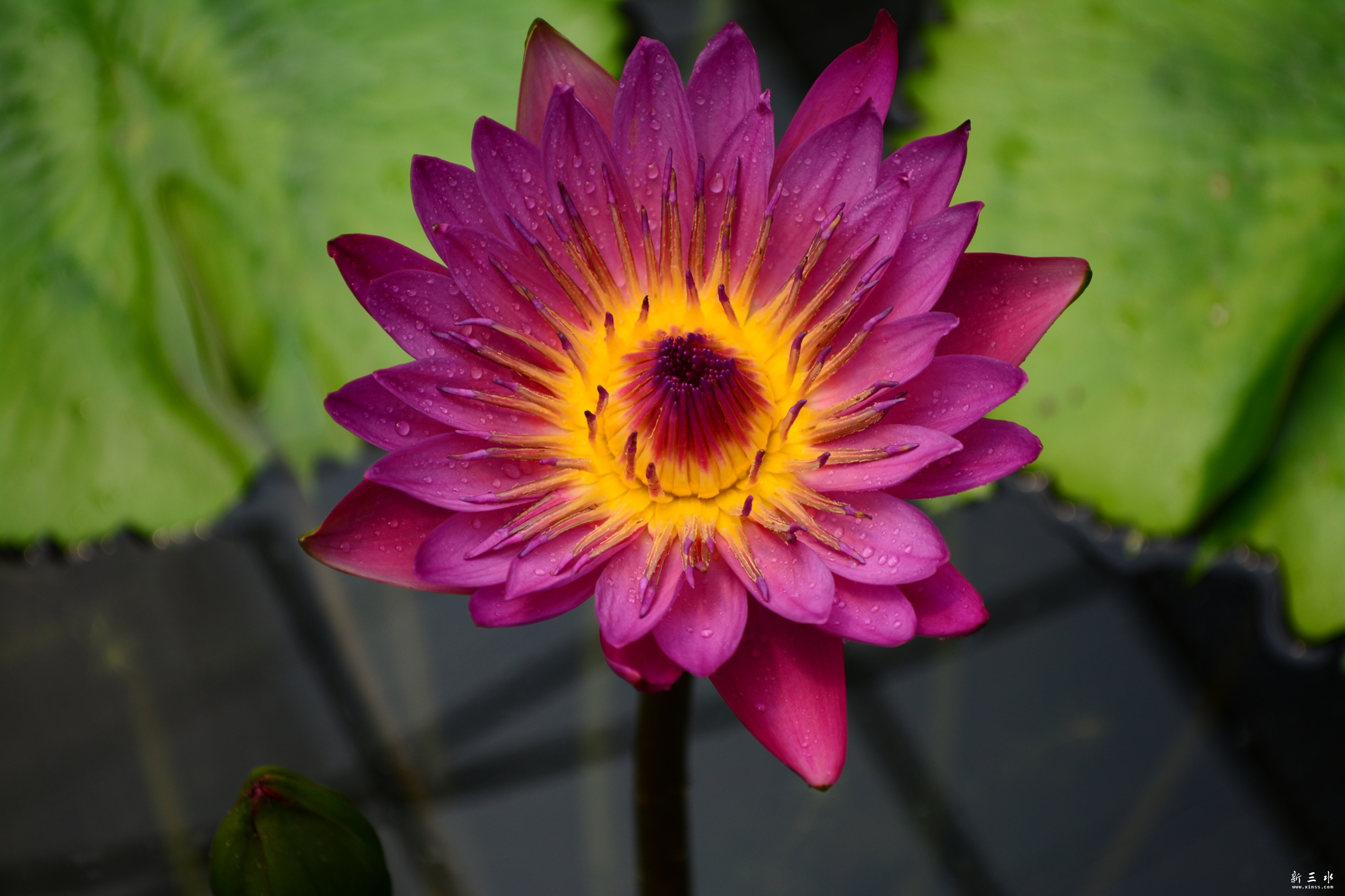 DSC_0017_副本_副本.jpg