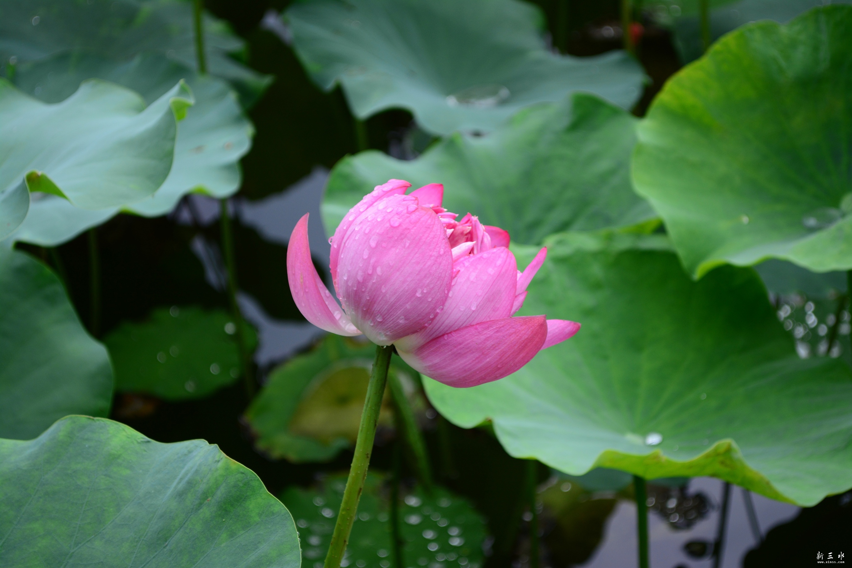 DSC_0243_副本_副本.jpg