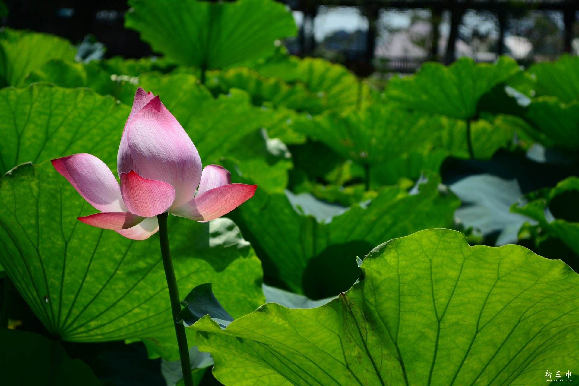 DSC_0149_副本.jpg