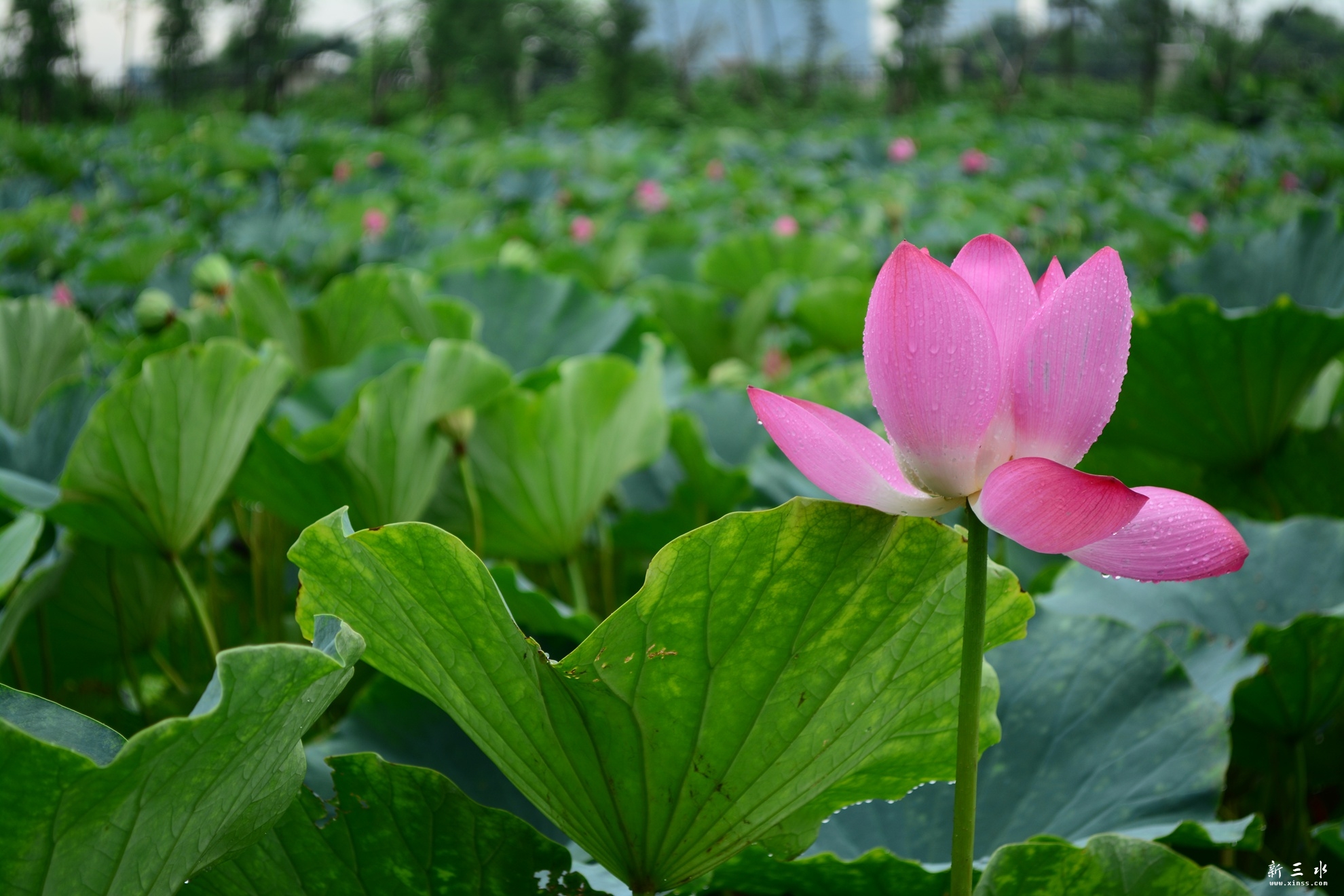 DSC_0220_副本.jpg