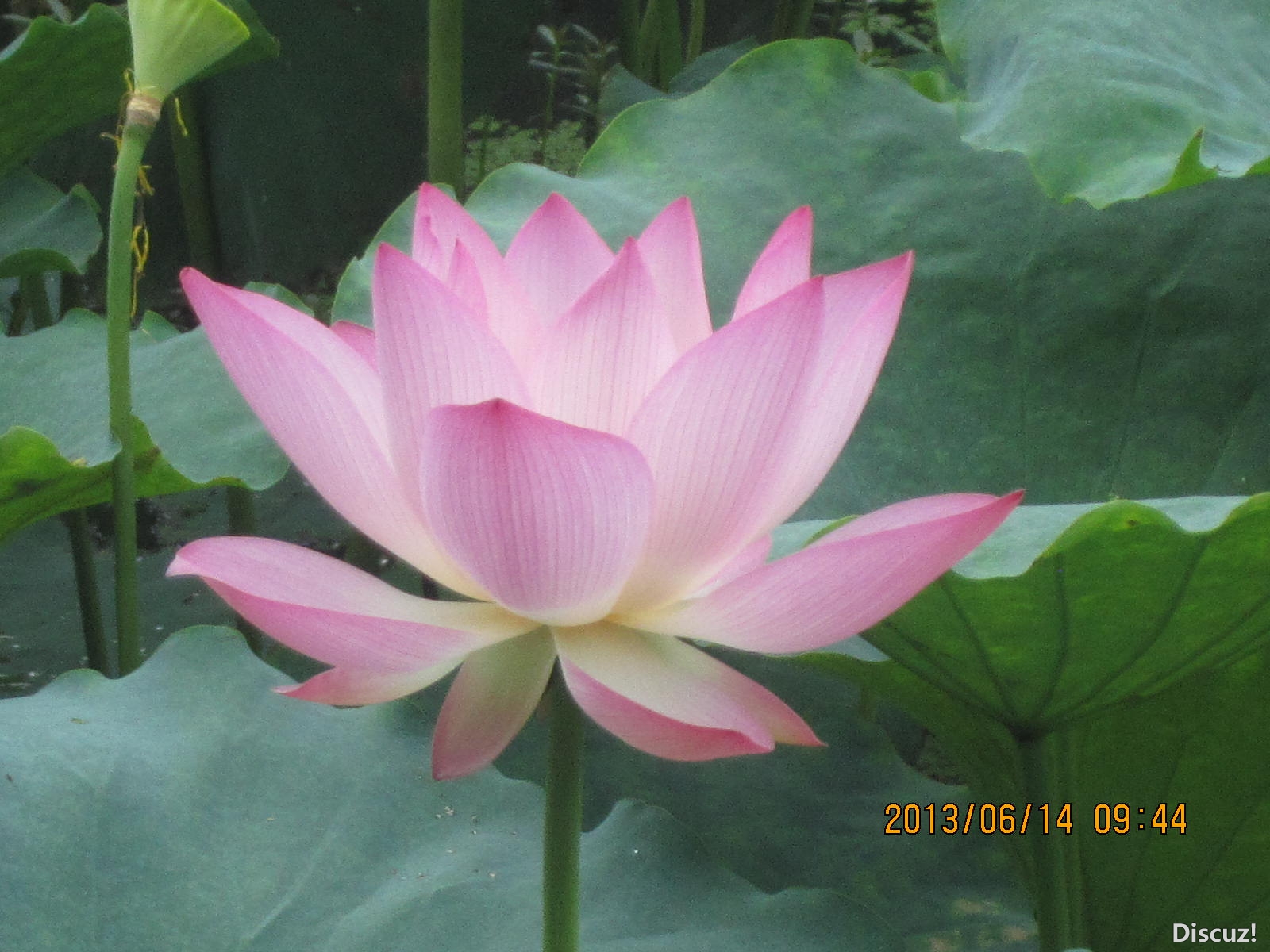 13年6月14日荷花世界 044.jpg