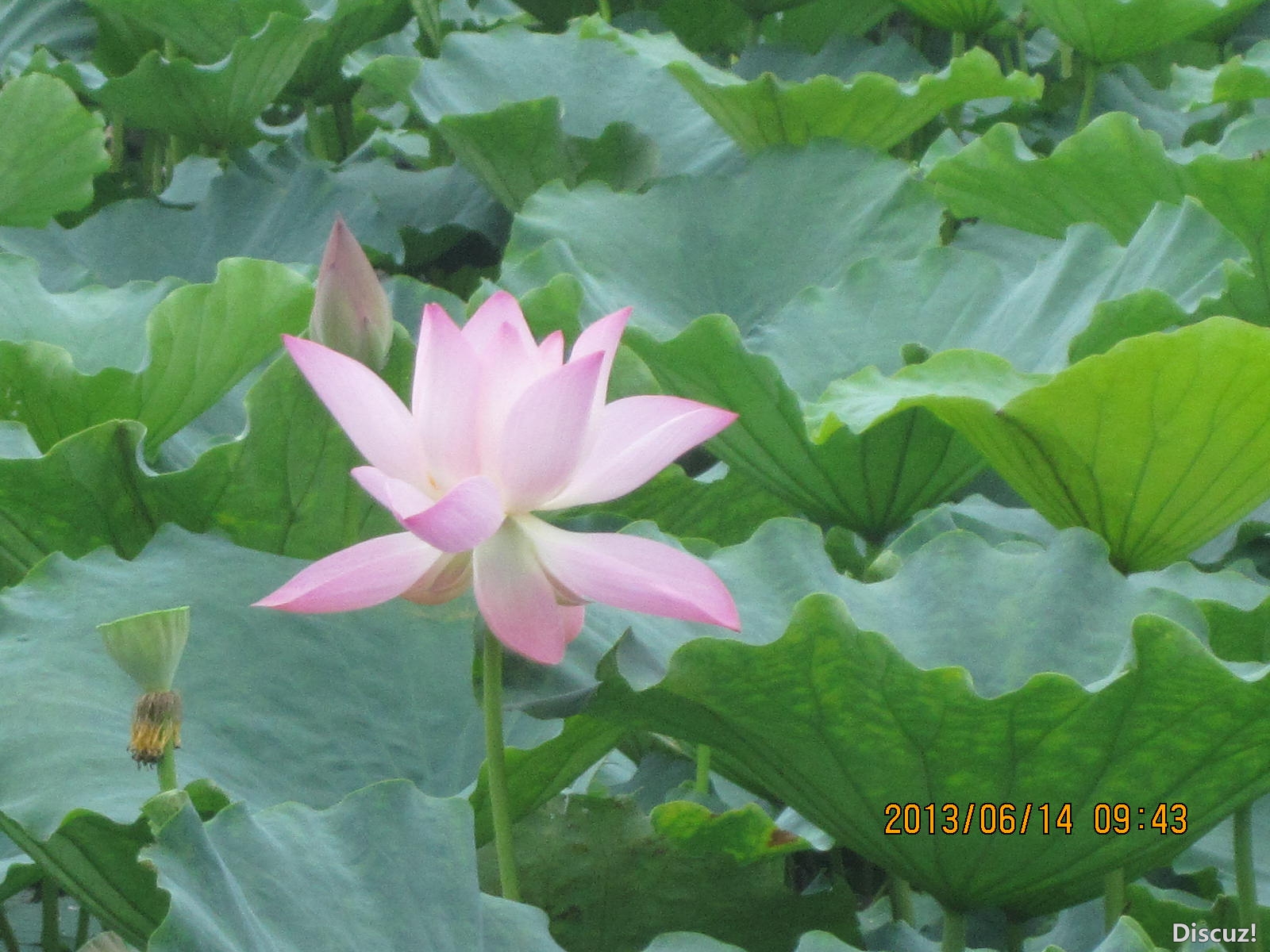 13年6月14日荷花世界 043.jpg
