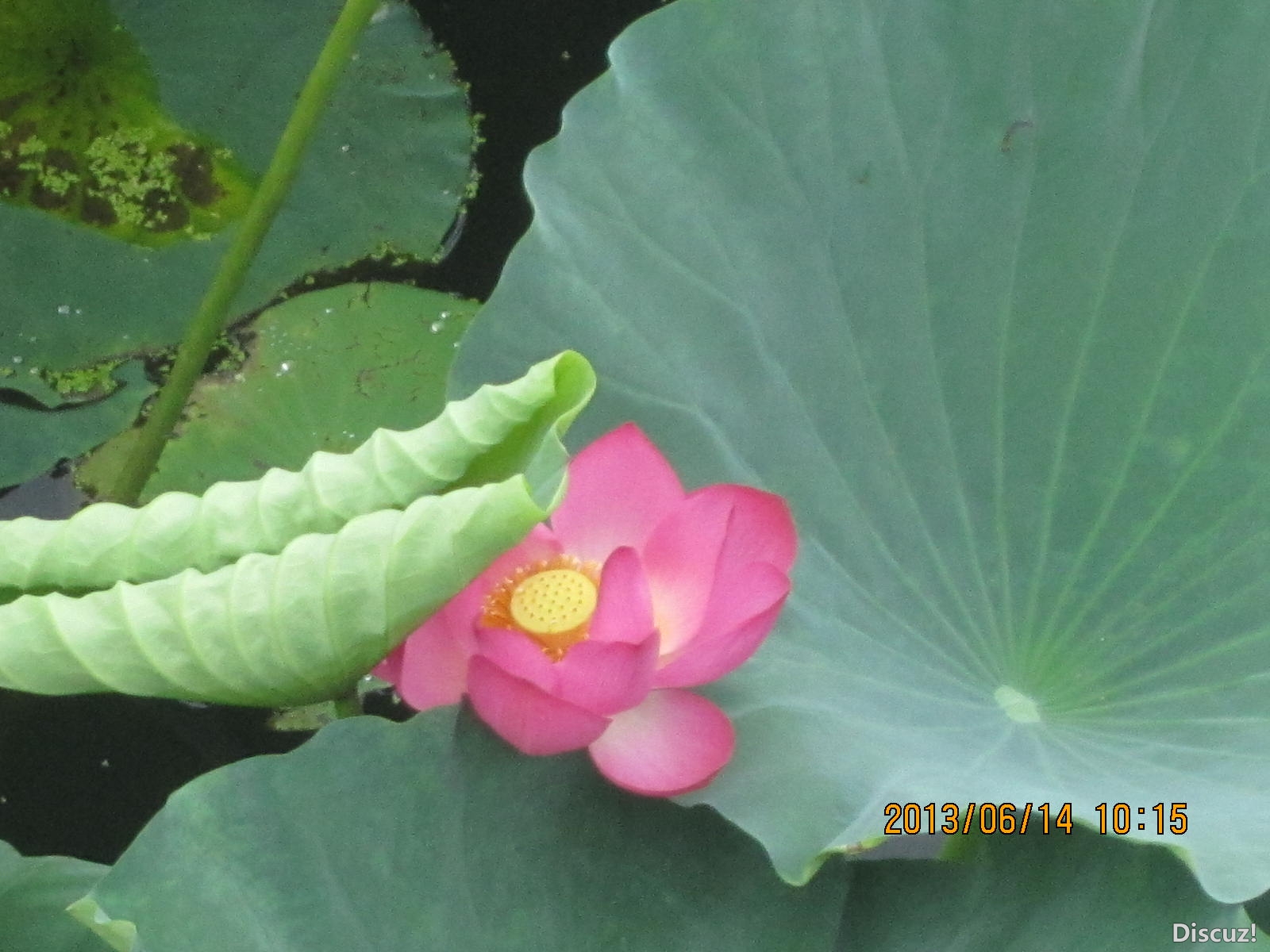 13年6月14日荷花世界 067.jpg