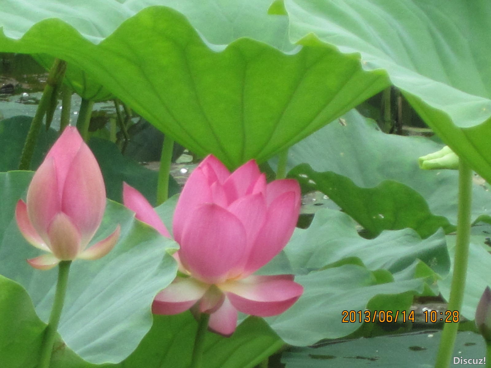 13年6月14日荷花世界 086.jpg