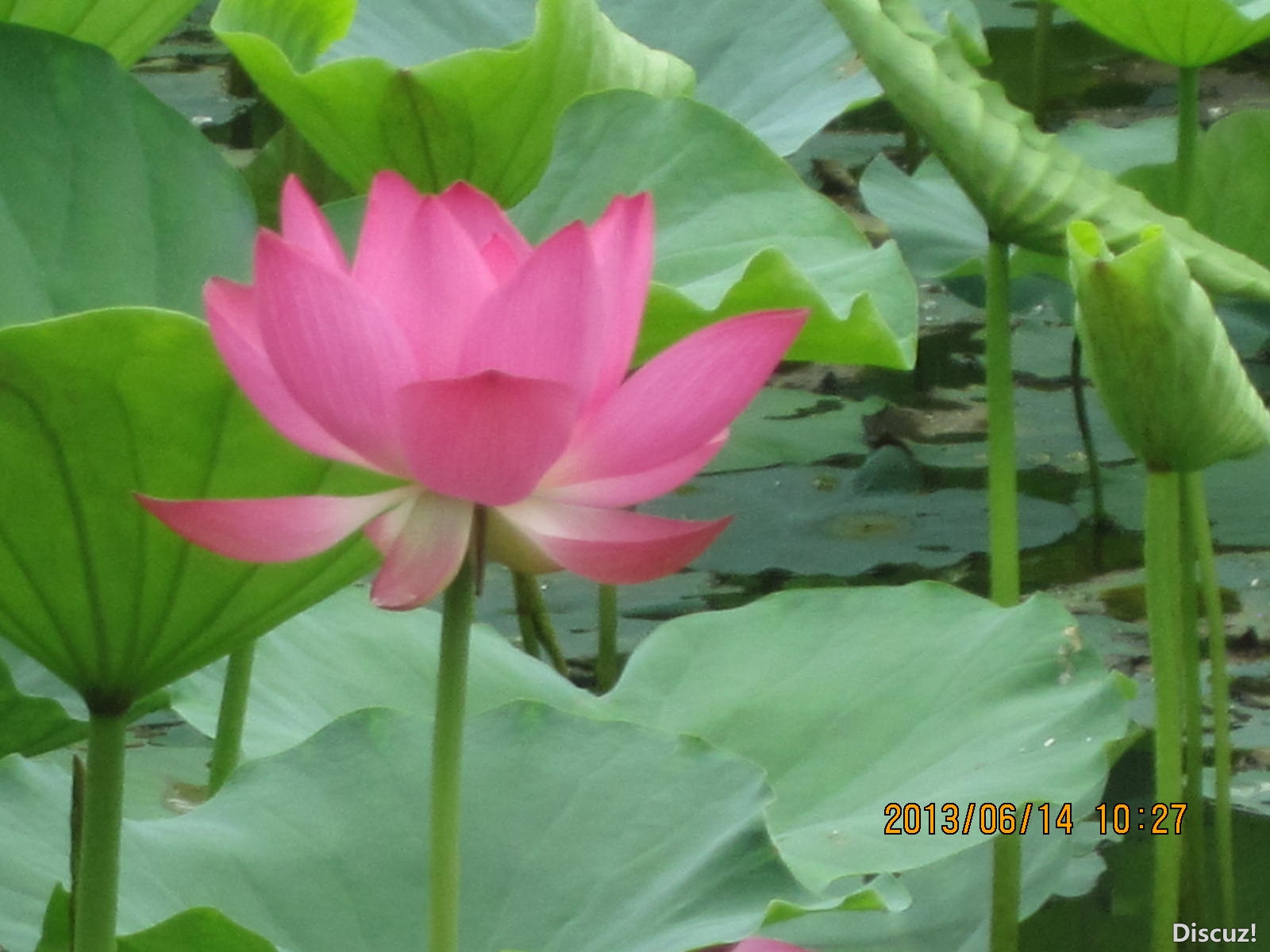 13年6月14日荷花世界 085.jpg