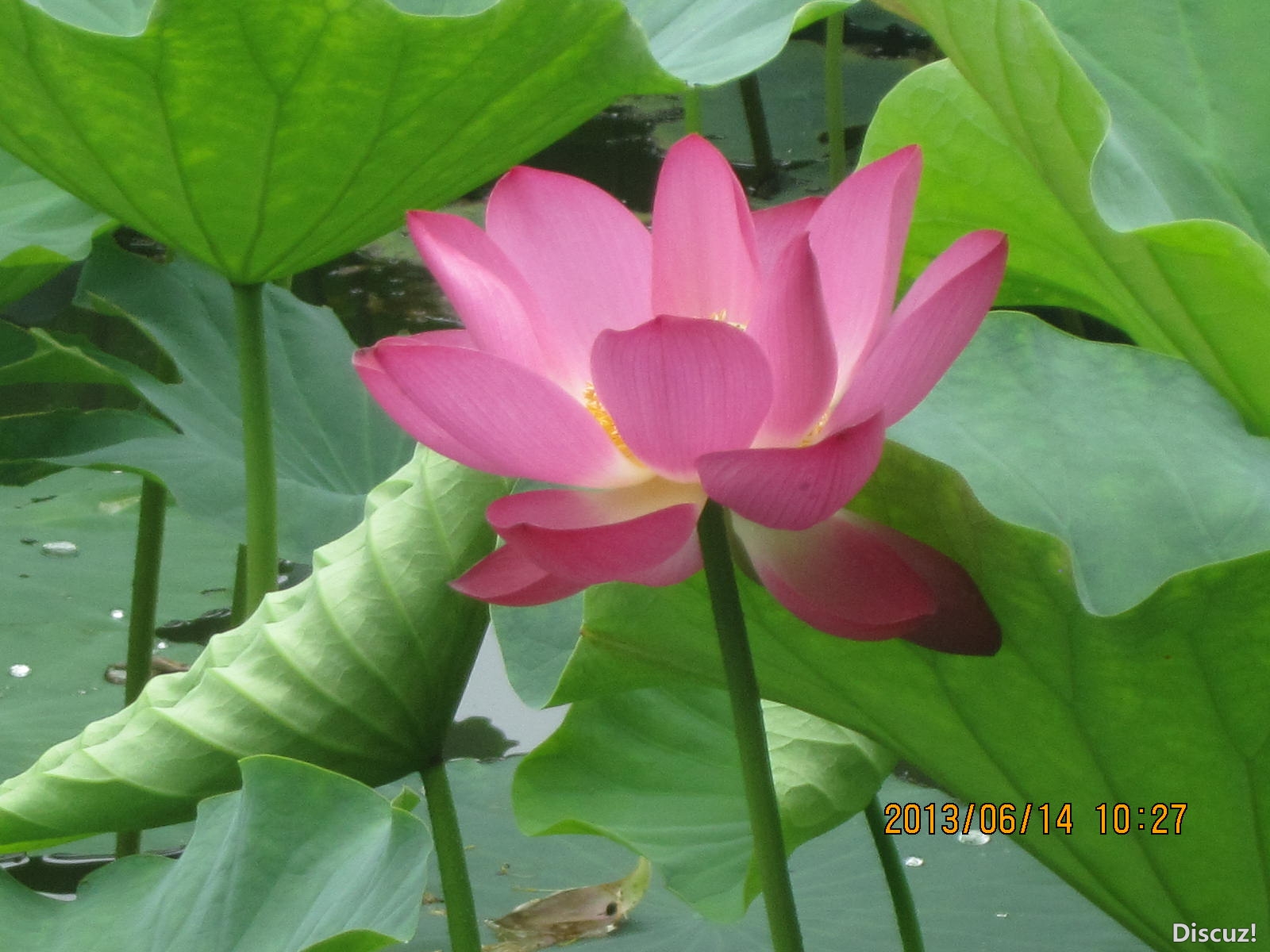 13年6月14日荷花世界 084.jpg