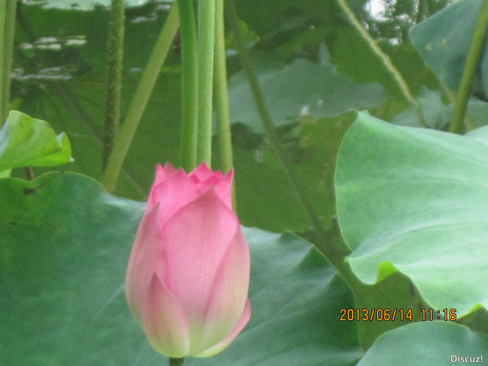 13年6月14日荷花世界 187.jpg