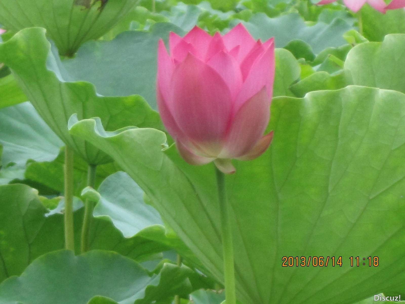 13年6月14日荷花世界 191.jpg