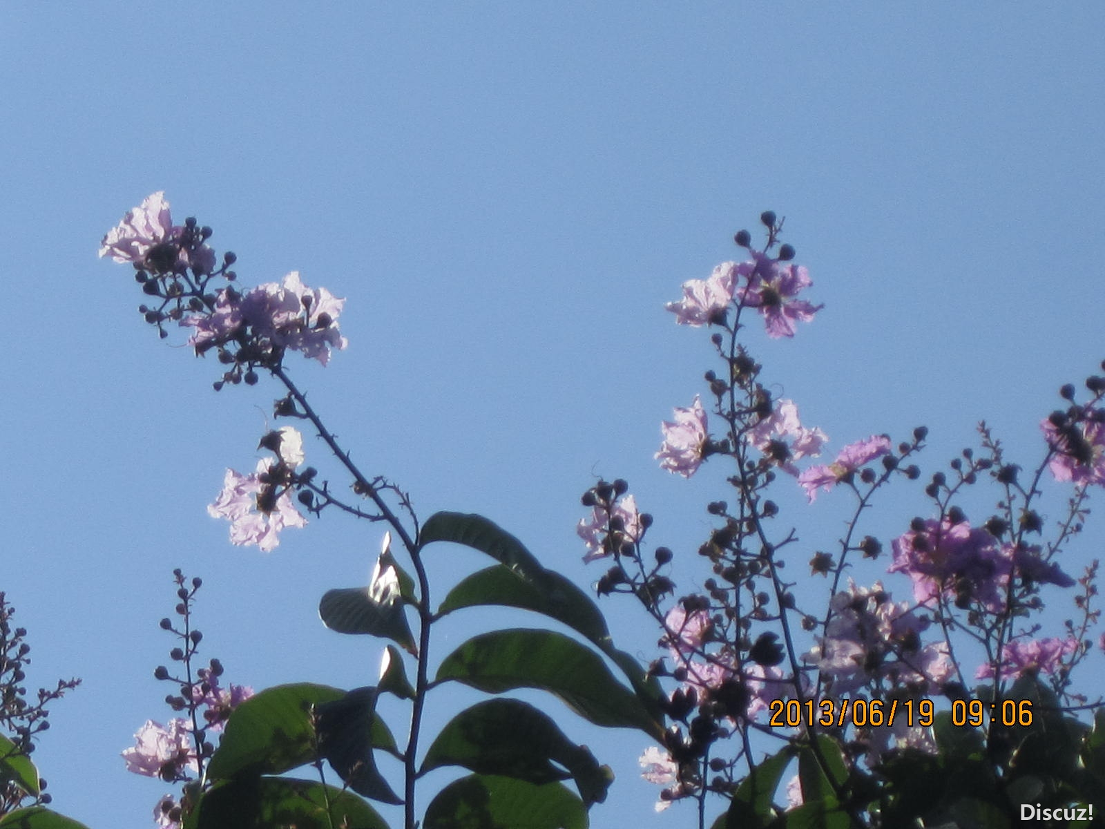 13年6月14日荷花世界 279.jpg