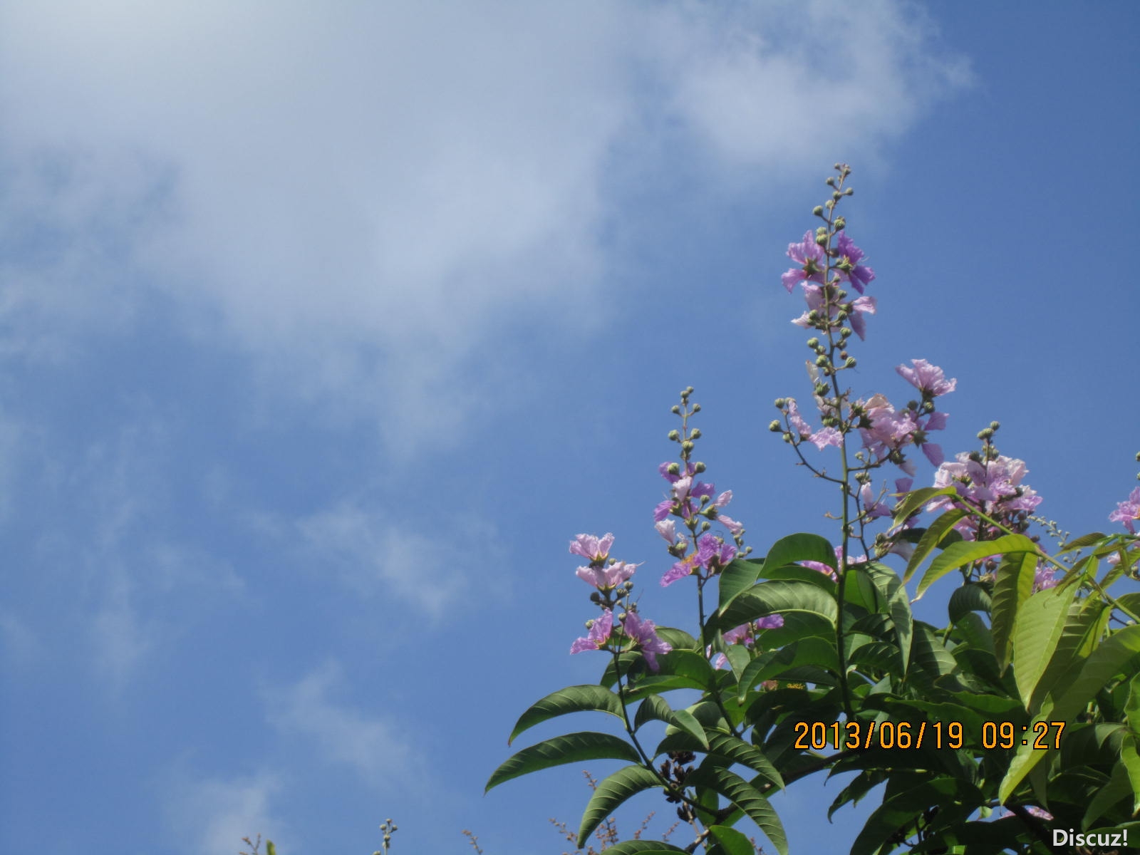 13年6月14日荷花世界 302.jpg