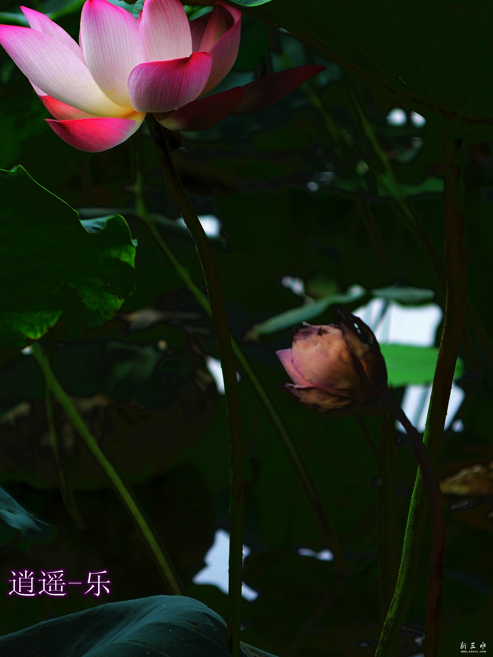 DSC_0117_副本_副本.jpg