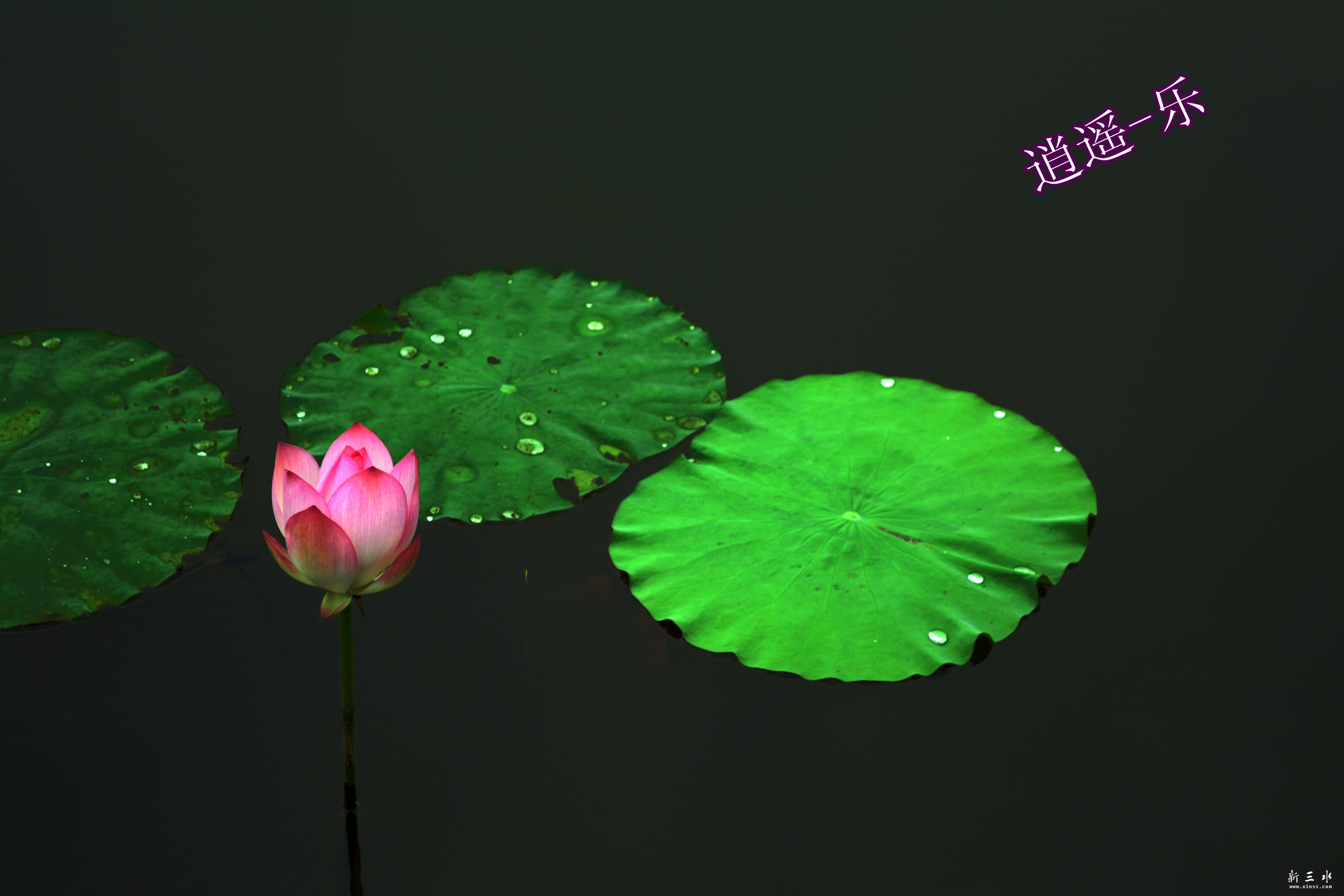 DSC_0142_副本.jpg