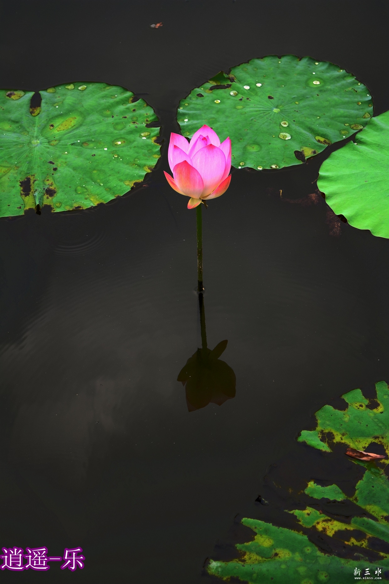 DSC_0146_副本_副本.jpg