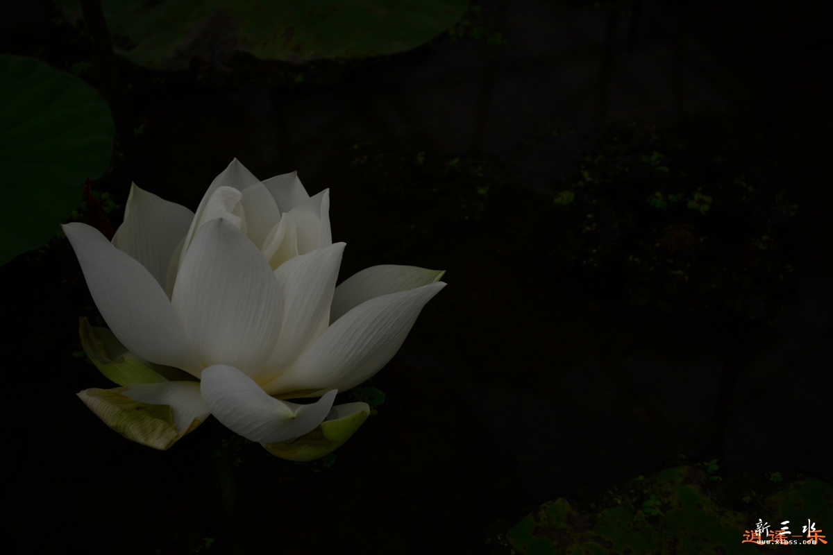 DSC_0002.jpg