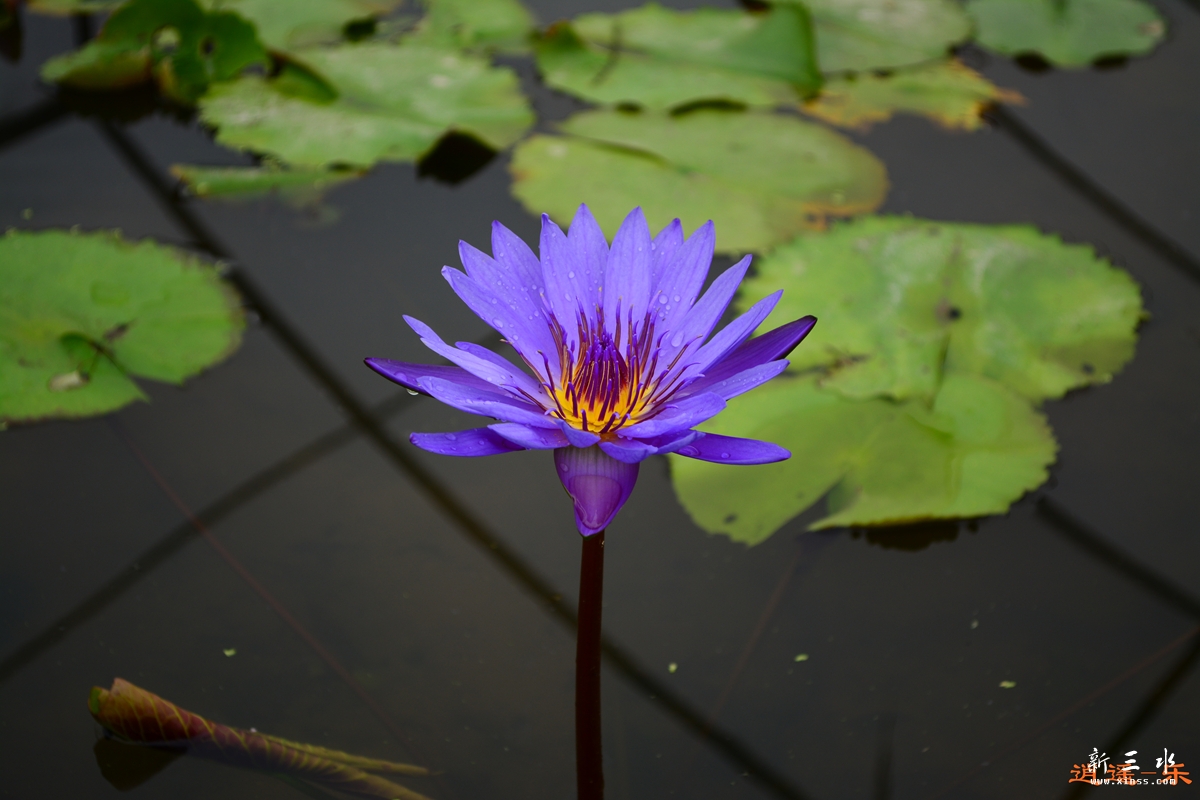 DSC_0050.jpg