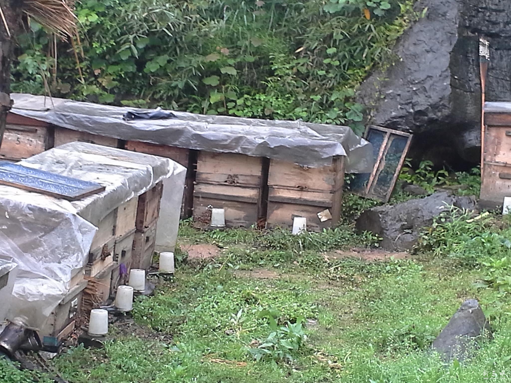 野外蜂场 (4).jpg