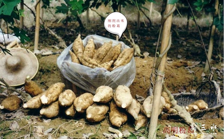 粉葛图5.jpg