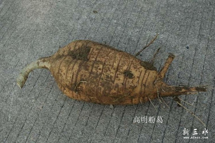 粉葛图7.jpg